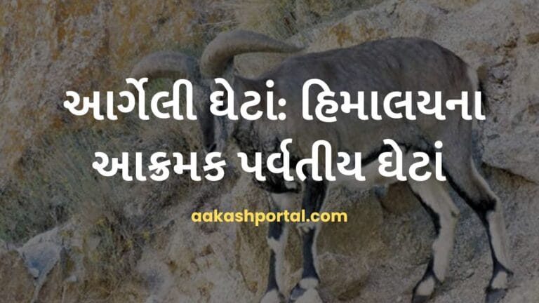 main page 16 આર્ગેલી ઘેટાં: હિમાલયના આક્રમક પર્વતીય ઘેટાં